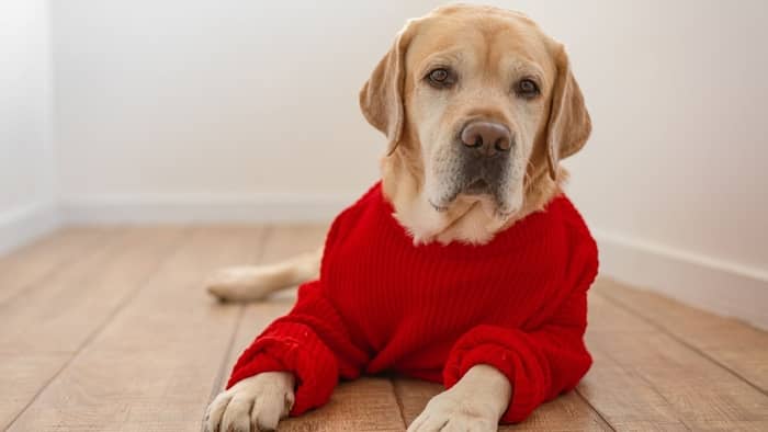  how to make a dog sweater