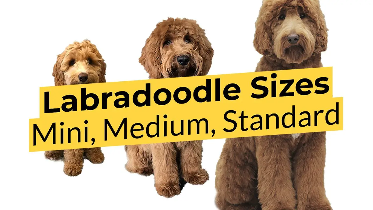 are labradoodles large breed dogs