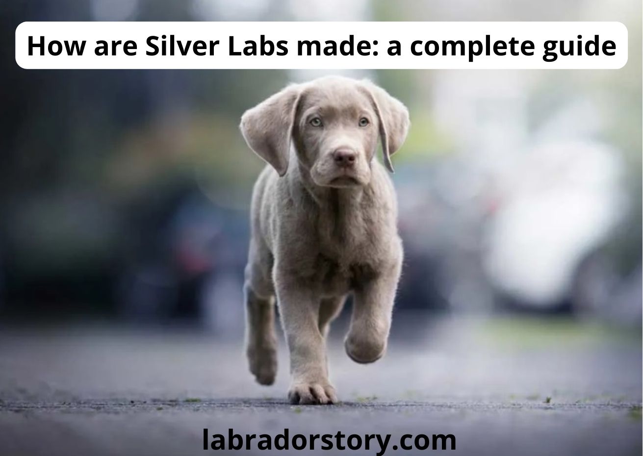 How are Silver Labs made? The best guide 2023