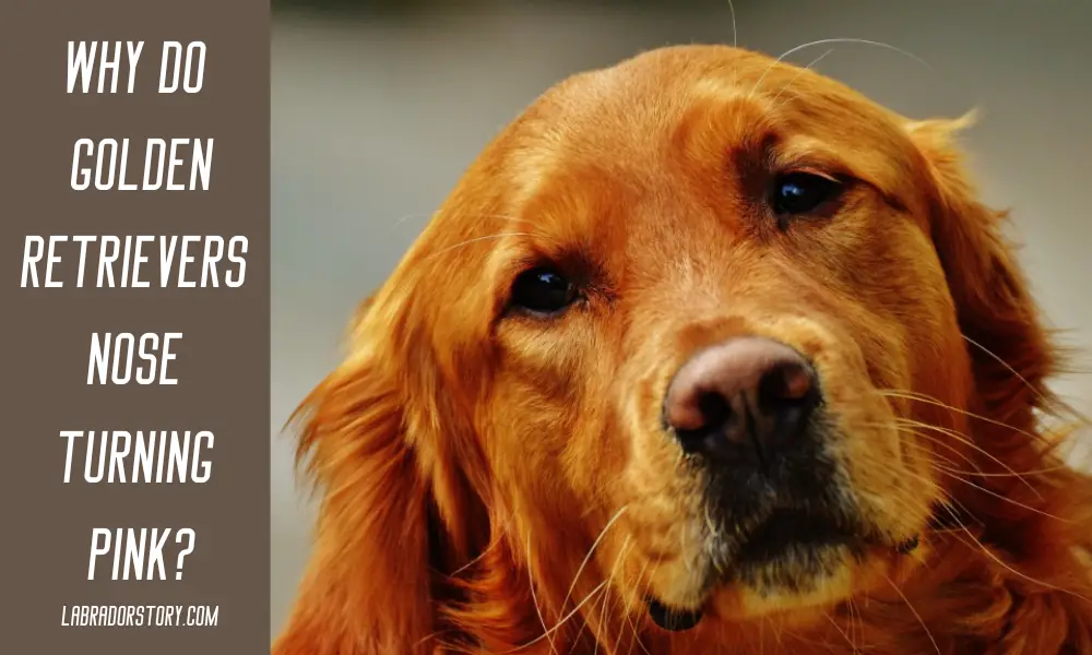 Why do Golden Retrievers nose turning pink: best helpful guide