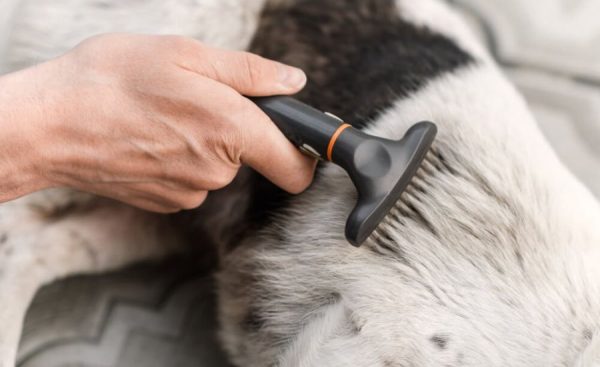 Shihtzu, Husky puppies... Check Out for Recommending Food ... - Facebook