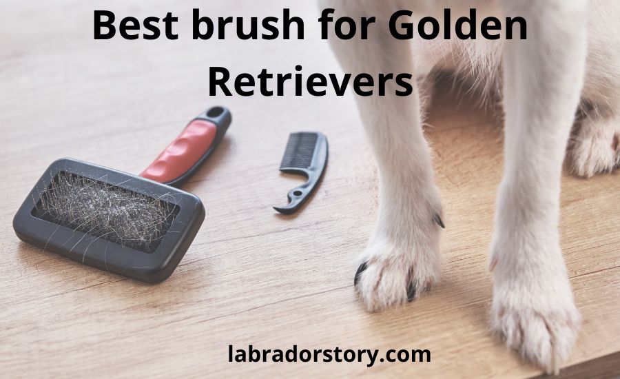 Top 7 the best brush for golden retrievers (Buying Guide)