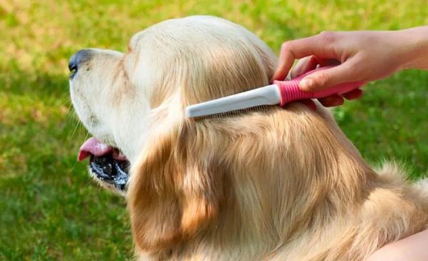 Top 7 the best brush for golden retrievers (Buying Guide)