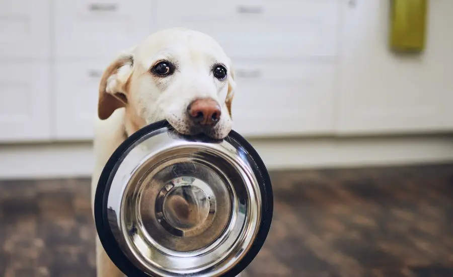 Top 5 the best dog food for Labrador Retrievers: super guide