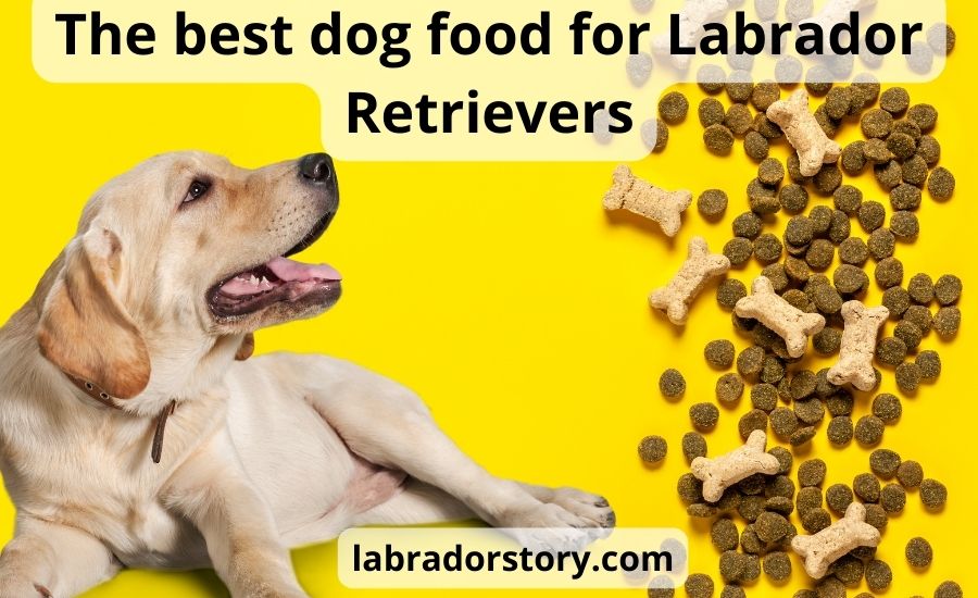 Top 5 the best dog food for Labrador Retrievers: super guide