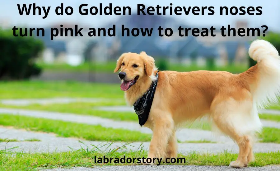 Why do Golden Retrievers noses turn pink: best helpful guide
