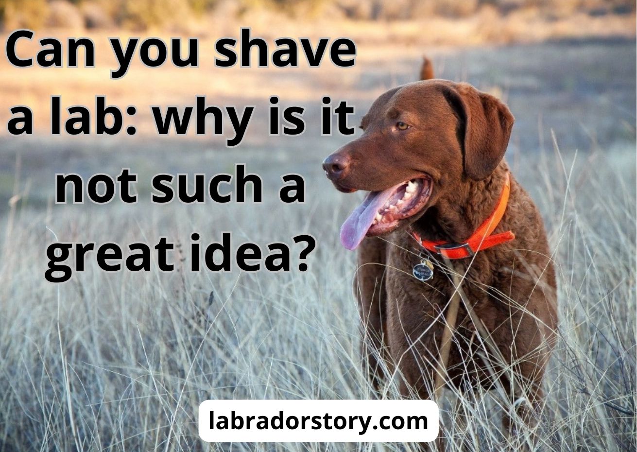Can you shave a lab? 5 unexpected consequences
