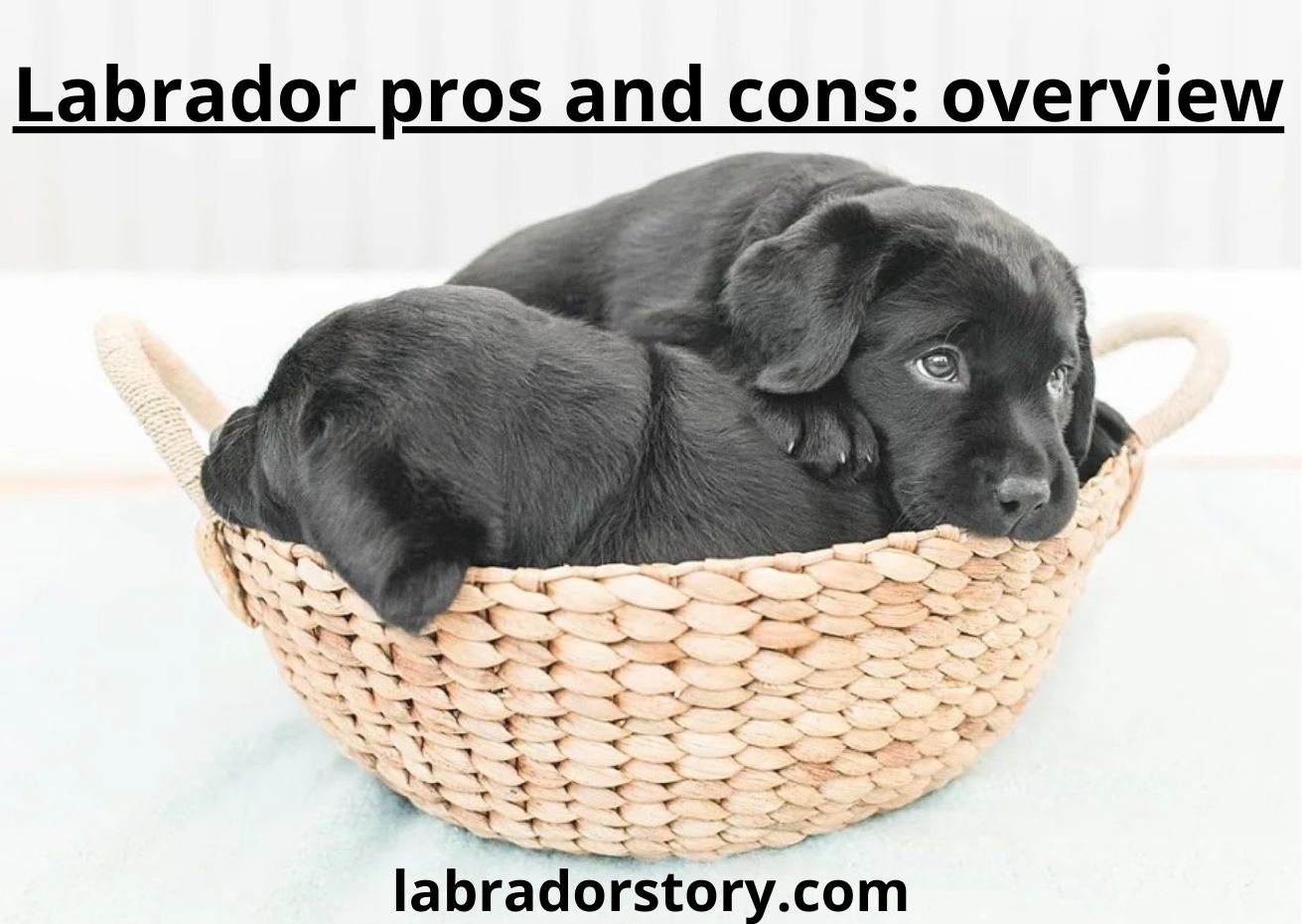 15 Labrador pros and cons: the best overview