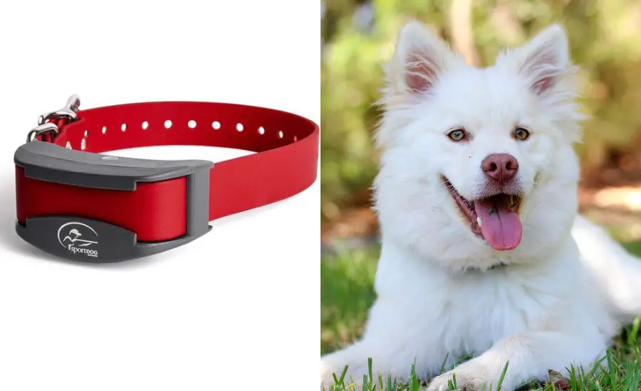 best large dog shock collar