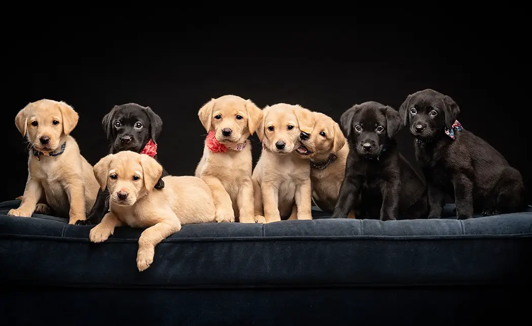 15 Labrador pros and cons: the best overview