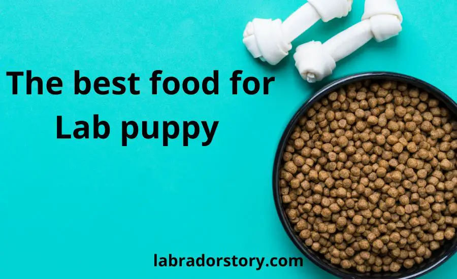 Top 10 the best food for Lab puppy (SUPER Buying Guide)