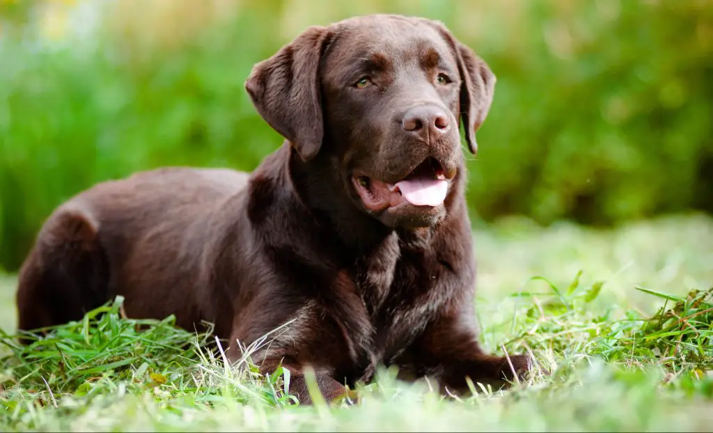 What color labrador is most expensive 3 best tips