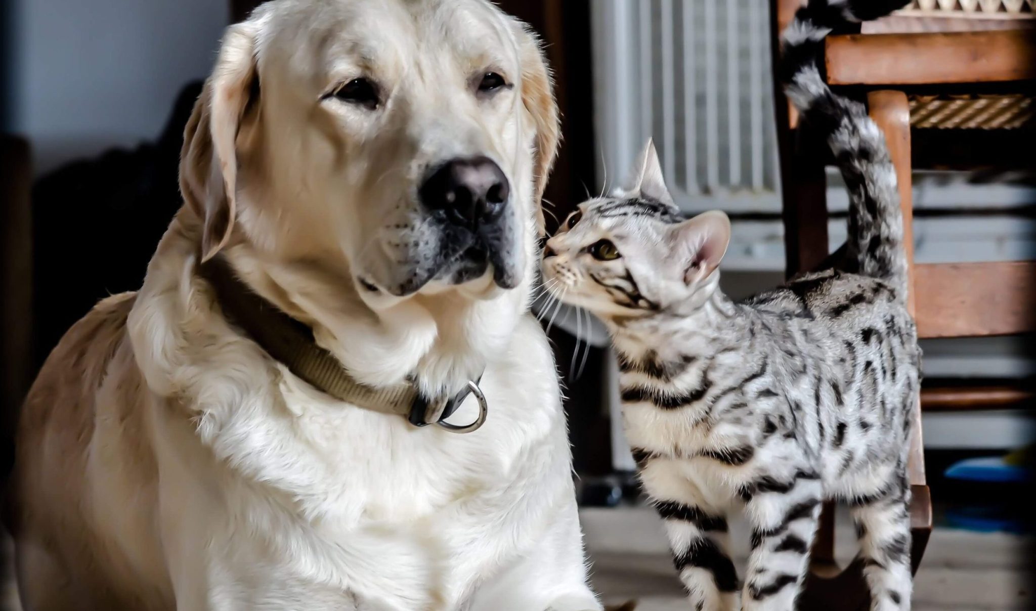 What color labrador is most expensive 3 best tips