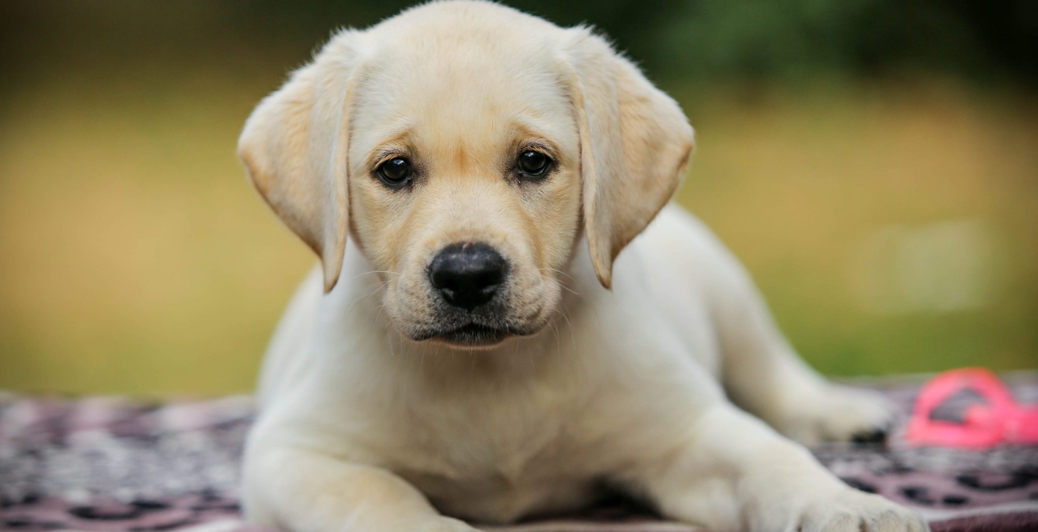 What color labrador is most expensive 3 best tips