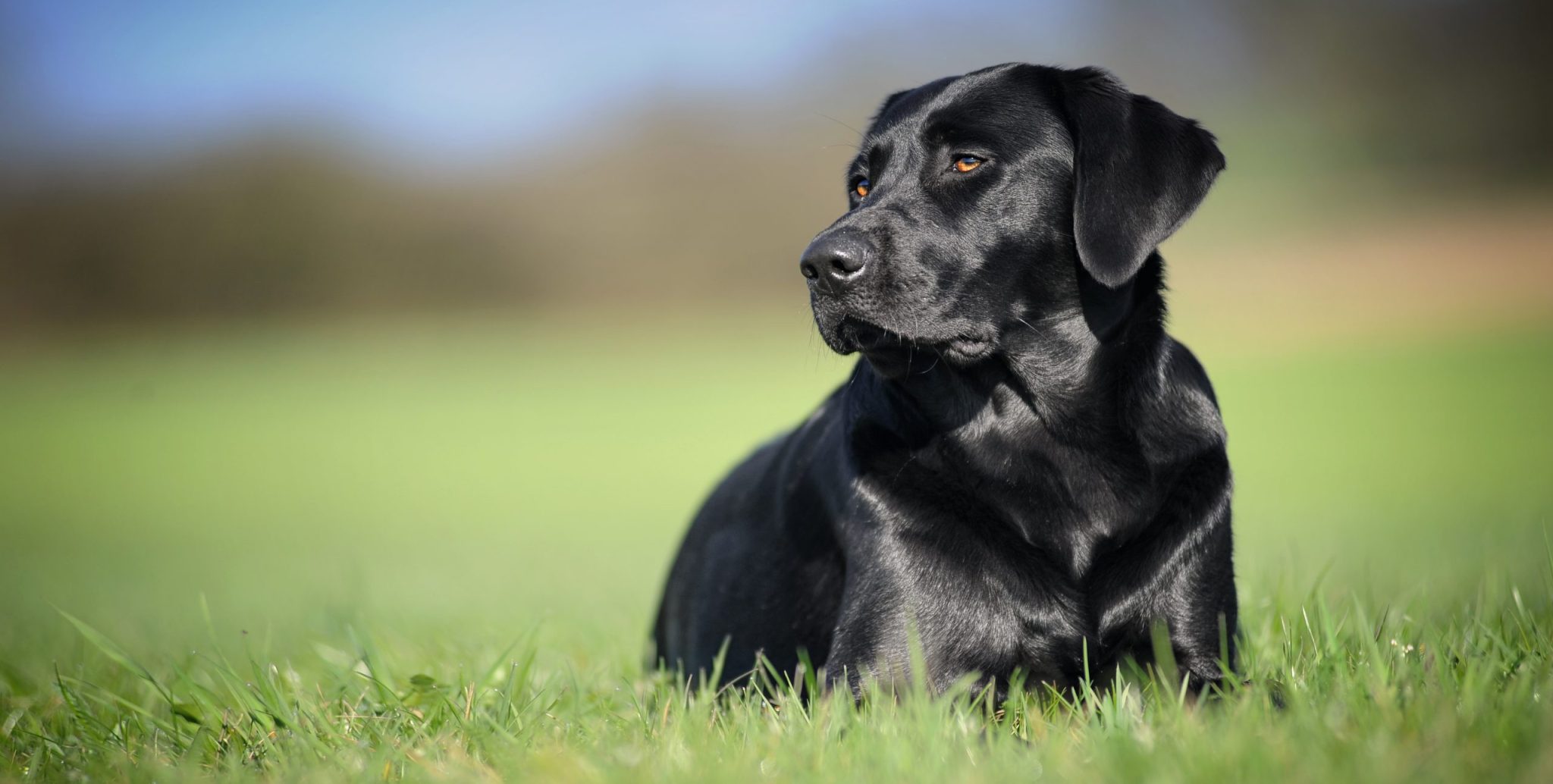 What color labrador is most expensive 3 best tips
