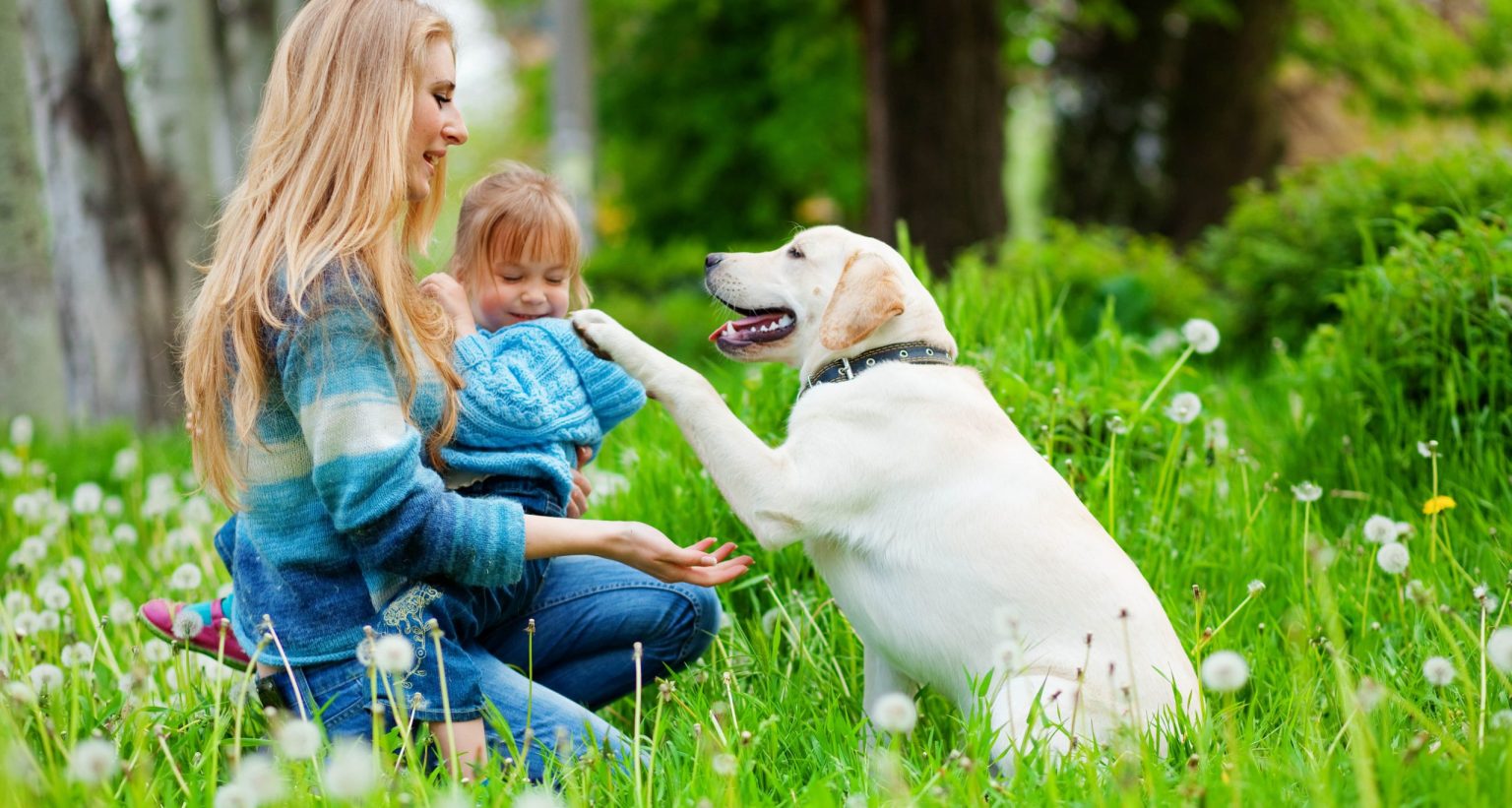 What color labrador is most expensive 3 best tips