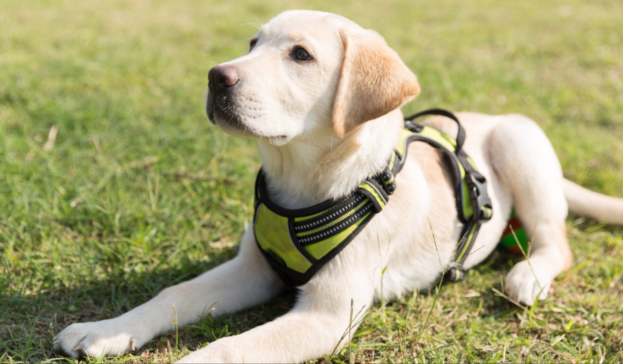 What color labrador is most expensive 3 best tips