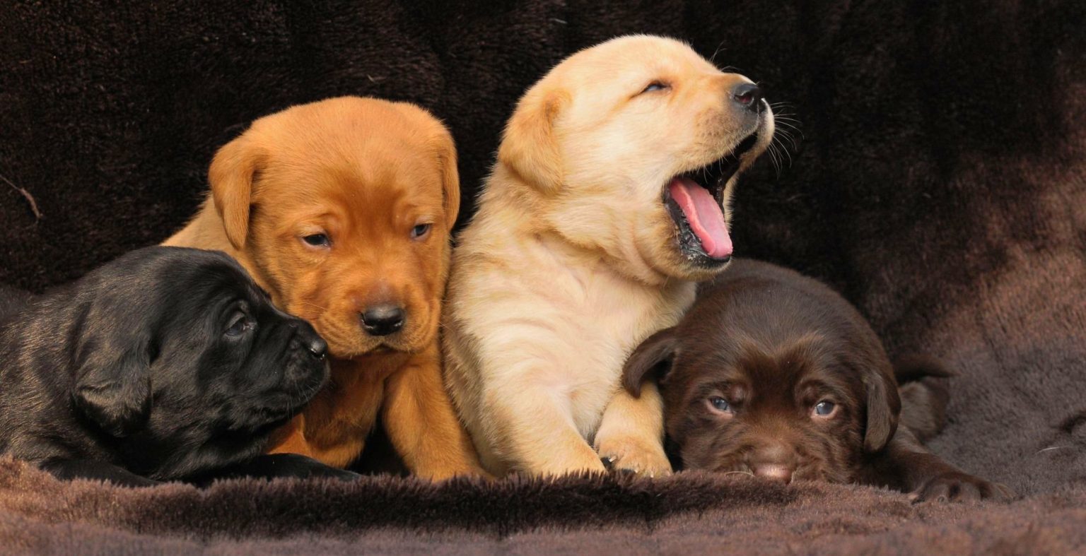 What color labrador is most expensive 3 best tips