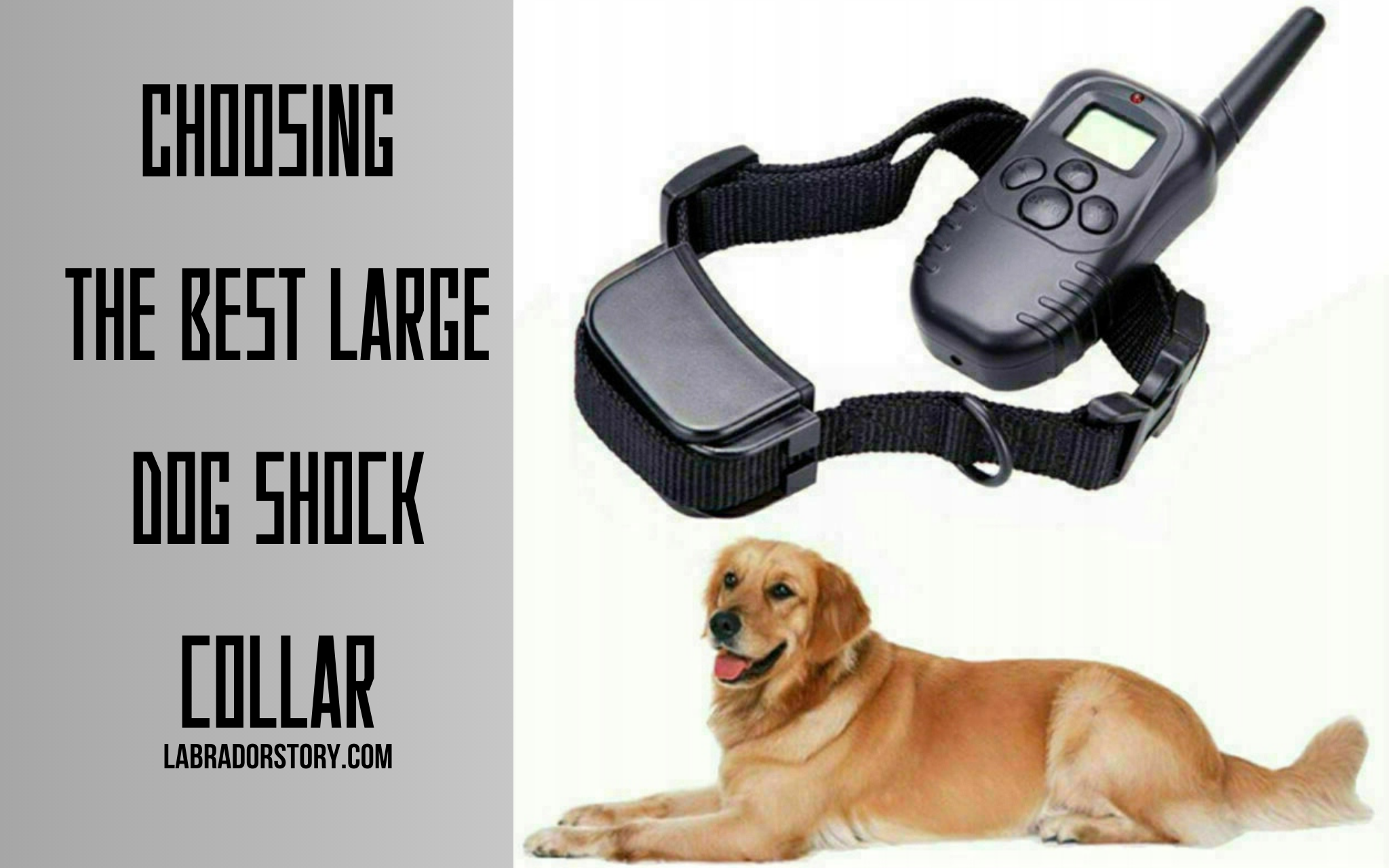 Choosing the best large dog shock collar