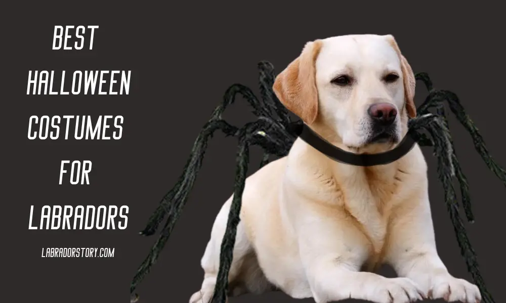 Halloween Costumes for Labradors! Best Ideas and Options!