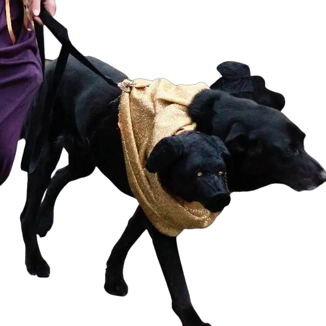 Halloween Costumes For Labradors
