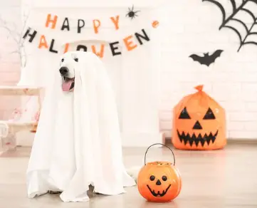 Halloween Costumes For Labradors