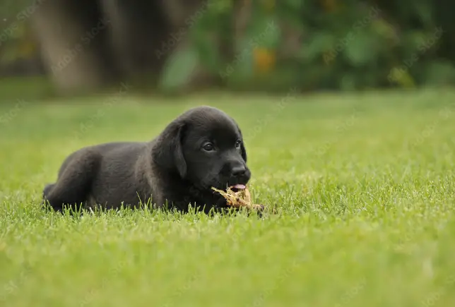 Why Do Labradors Eat Grass? Important Tips and Advice