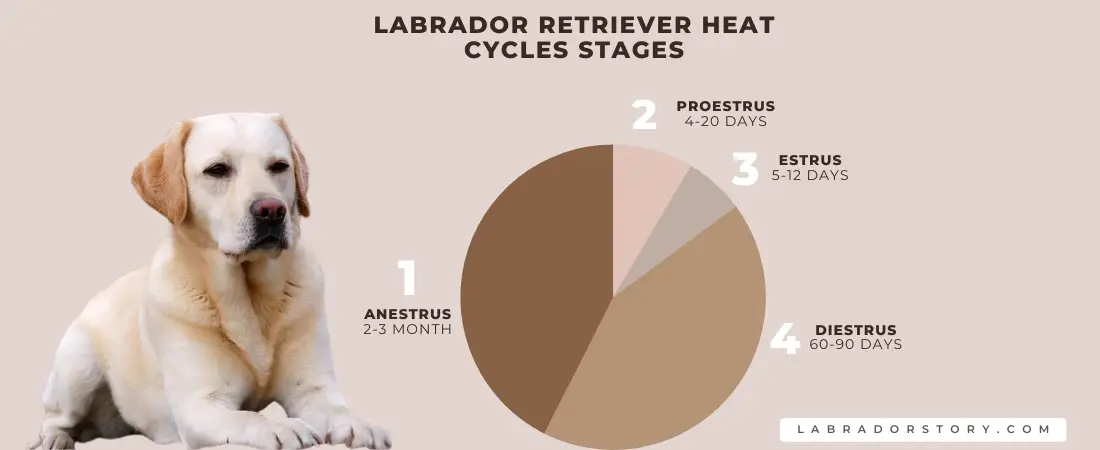 Labrador Retriever heat cycles Stages