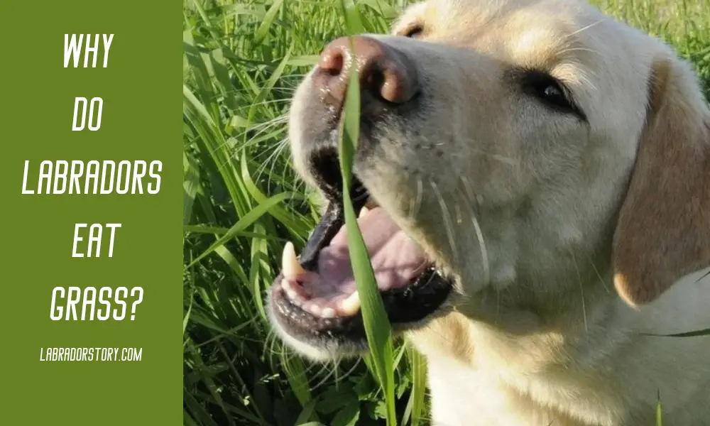 Why Do Labradors Eat Grass? Important Tips and Advice