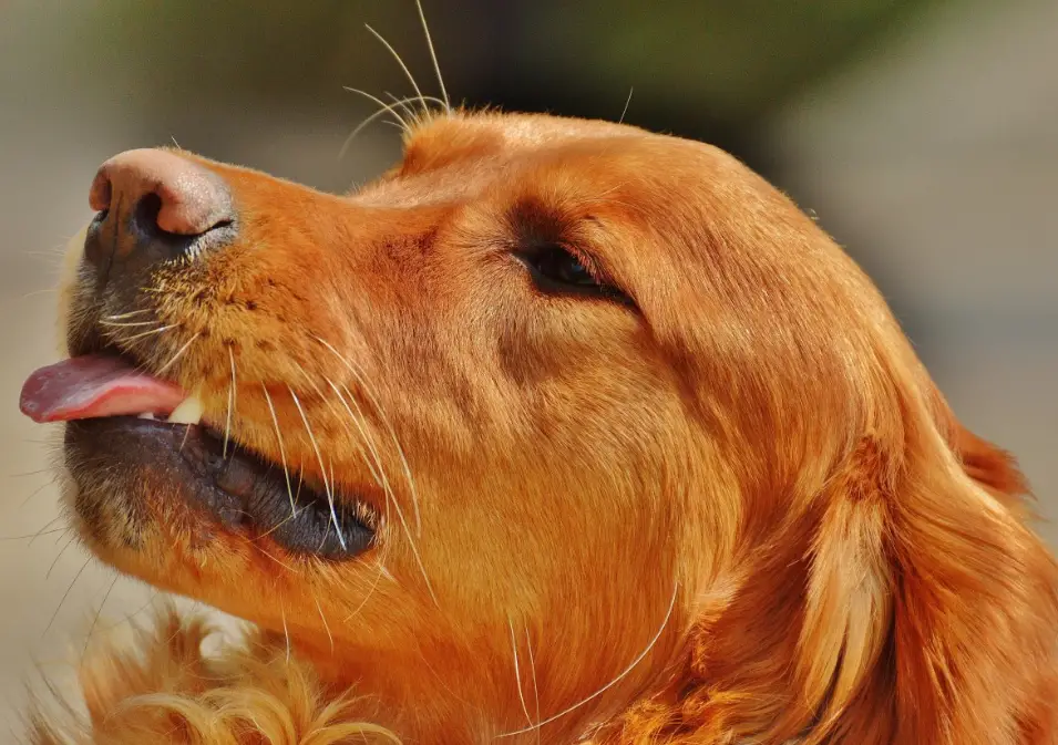 Picture of Golden Retriever Nail Care: A Step-By-Step Guide | Nailicy