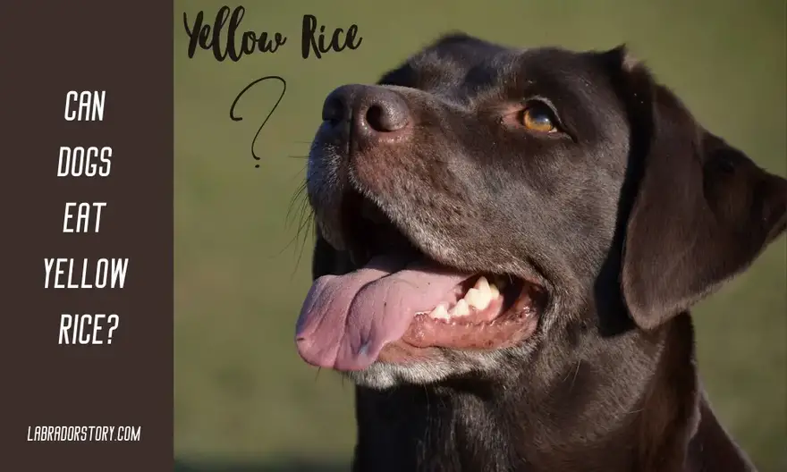 Can Dogs Eat Yellow Rice? Is Good For Dogs?