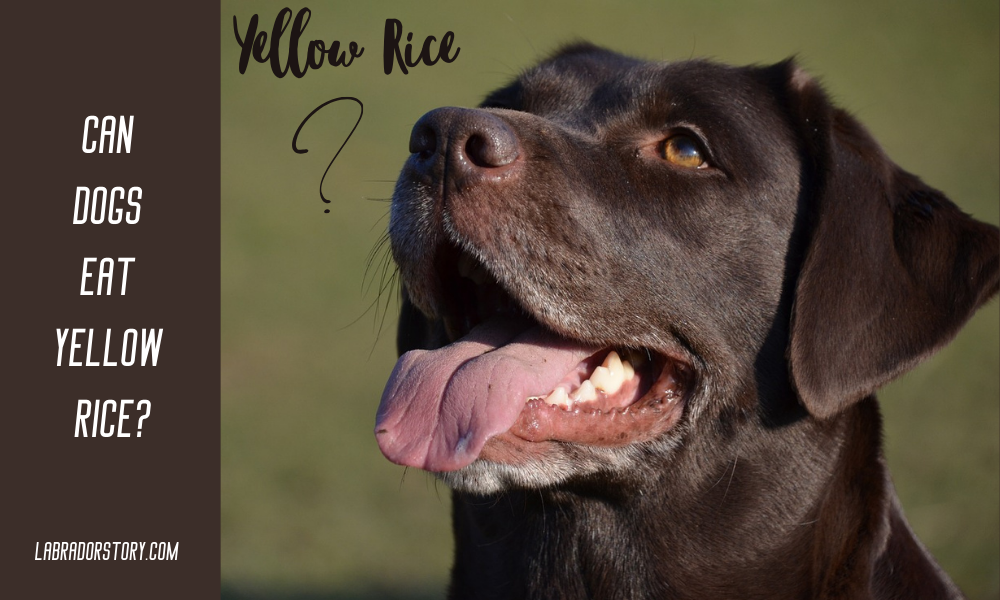 Can Dogs Eat Yellow Rice? Is Good For Dogs?